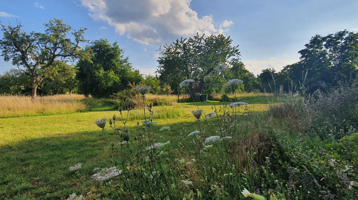Wiese im Juli